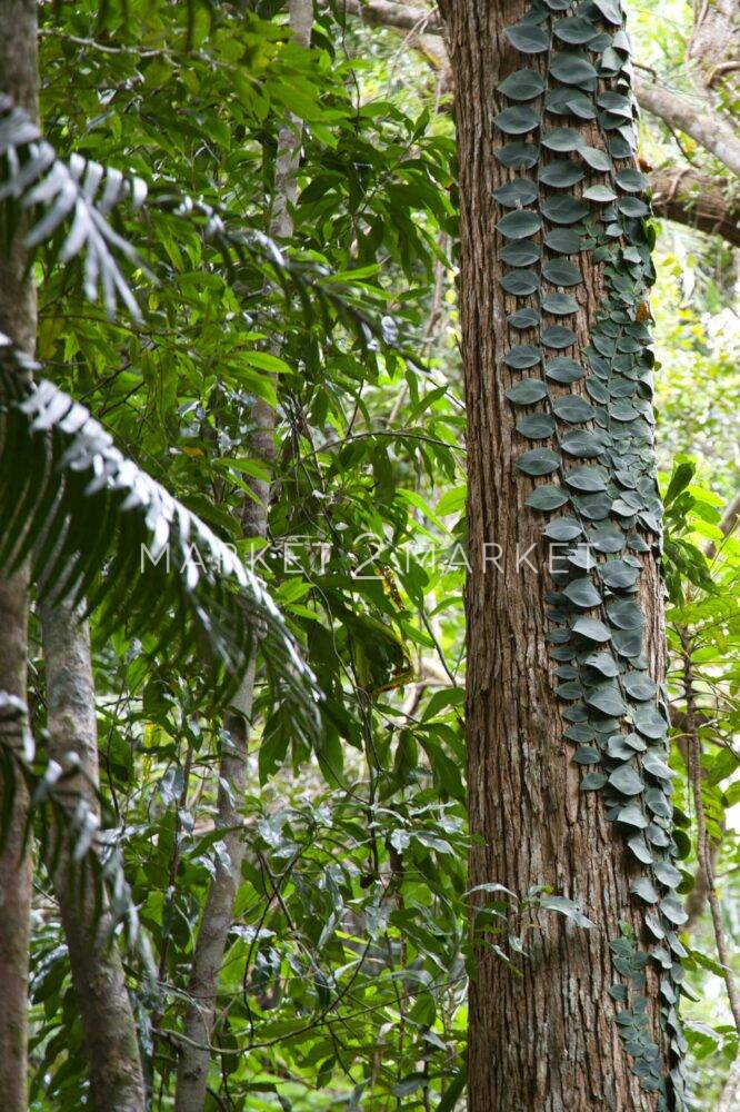 a tree with a lot of green leaves on it