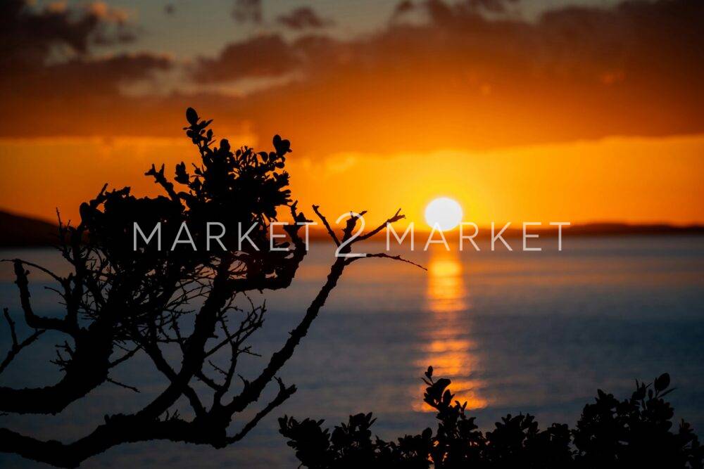 Sunset over the ocean, silhouetted branches.