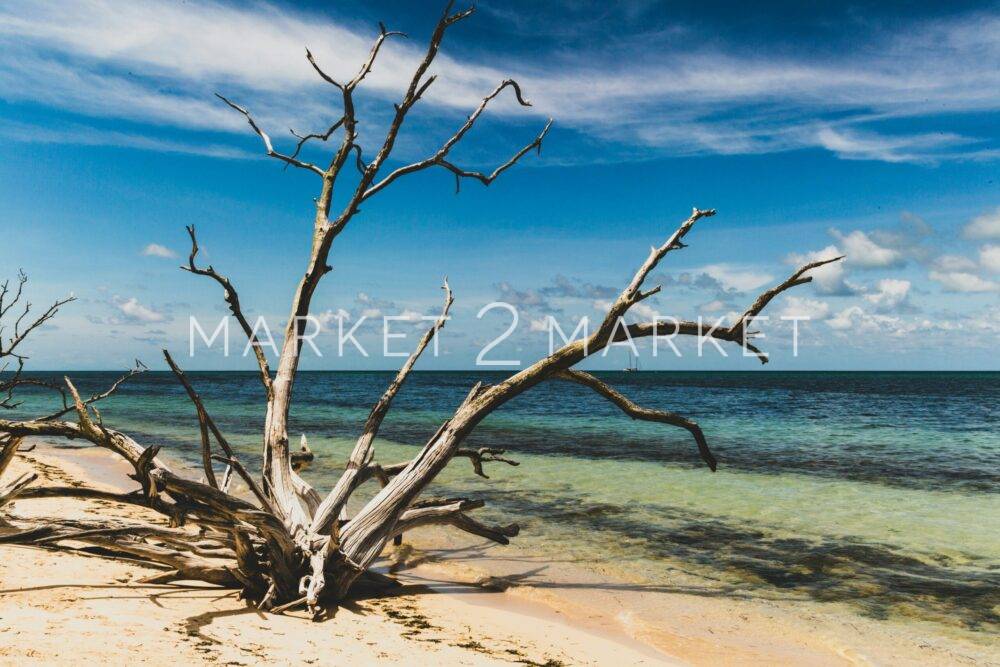 bare tree on beach shore during daytime