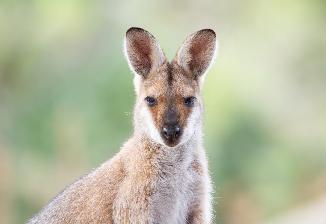 brown kangaroo in green grass field during daytime