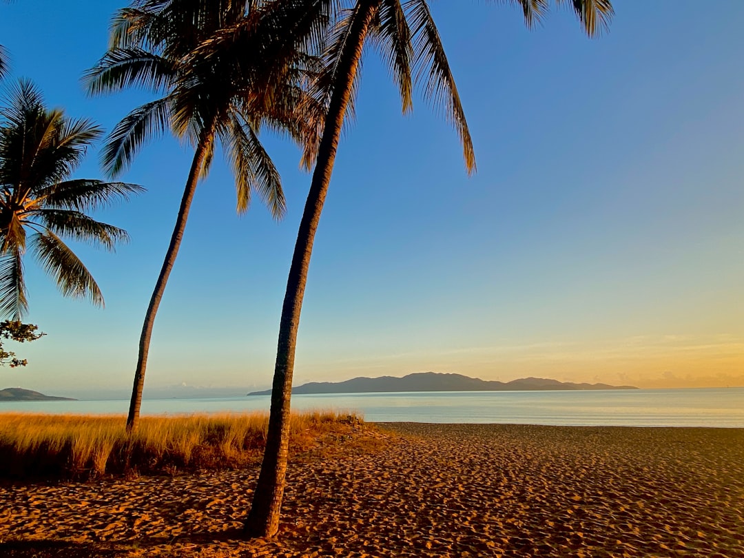 Two palm trees on a beach with the ocean in the background