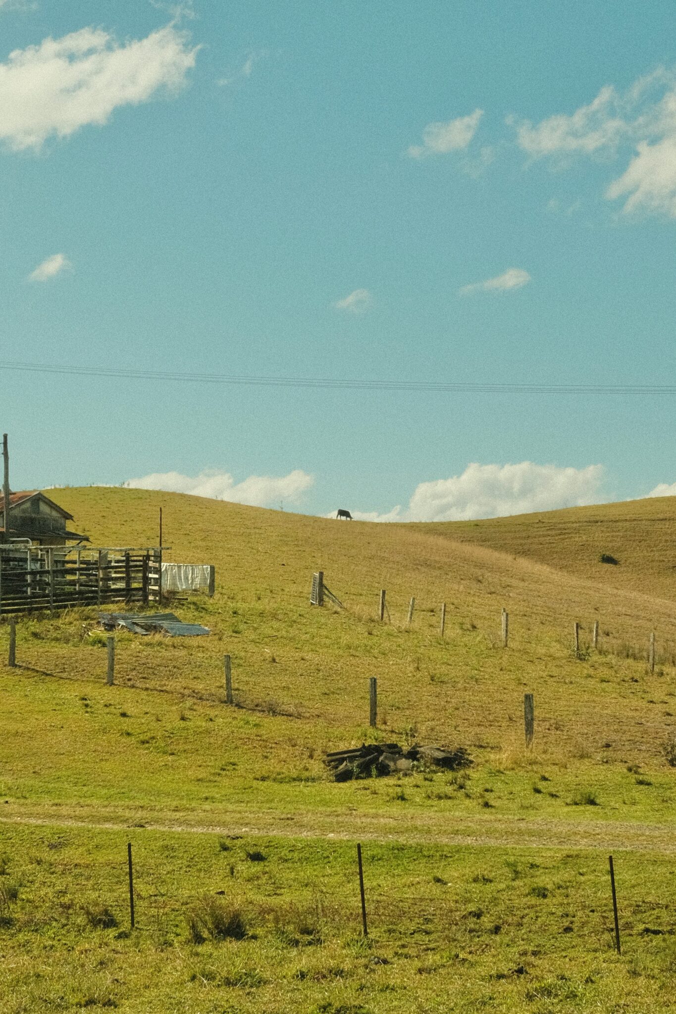 a lone cow standing in a field next to a fence