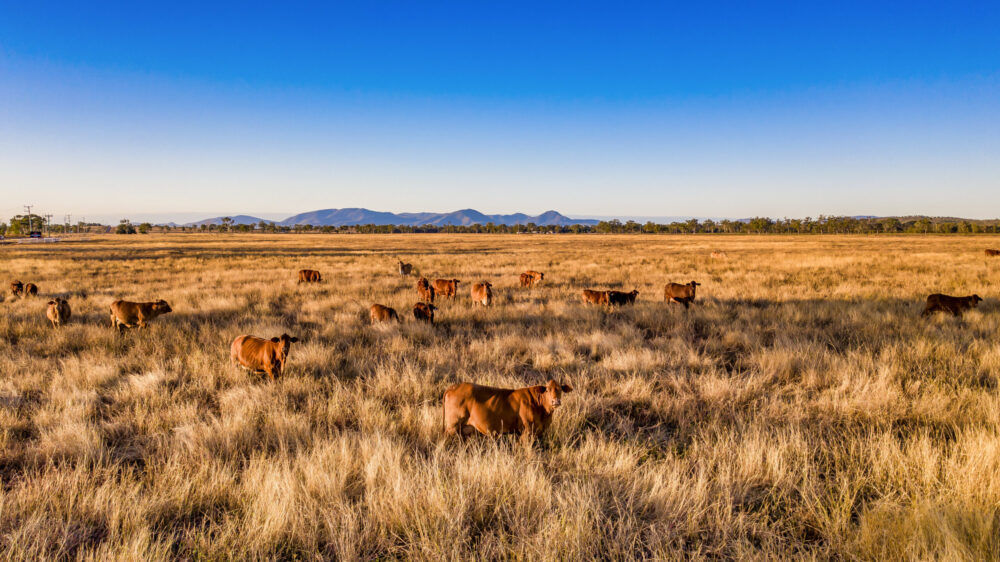 Outback & Rural
