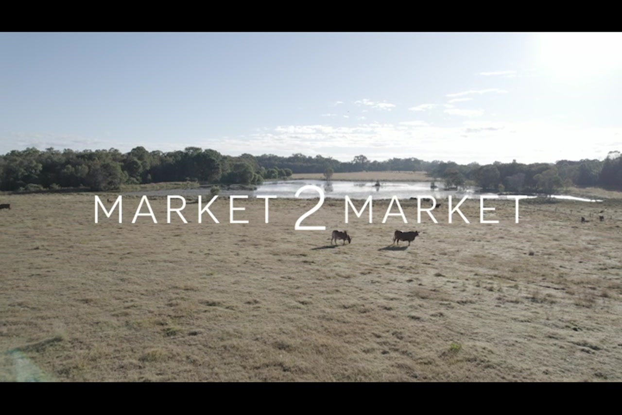 Aerial over cattle in a paddock with a dam