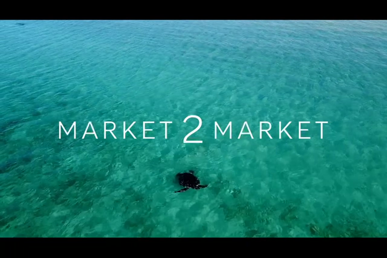 Aerial Footage of Turtle Mating