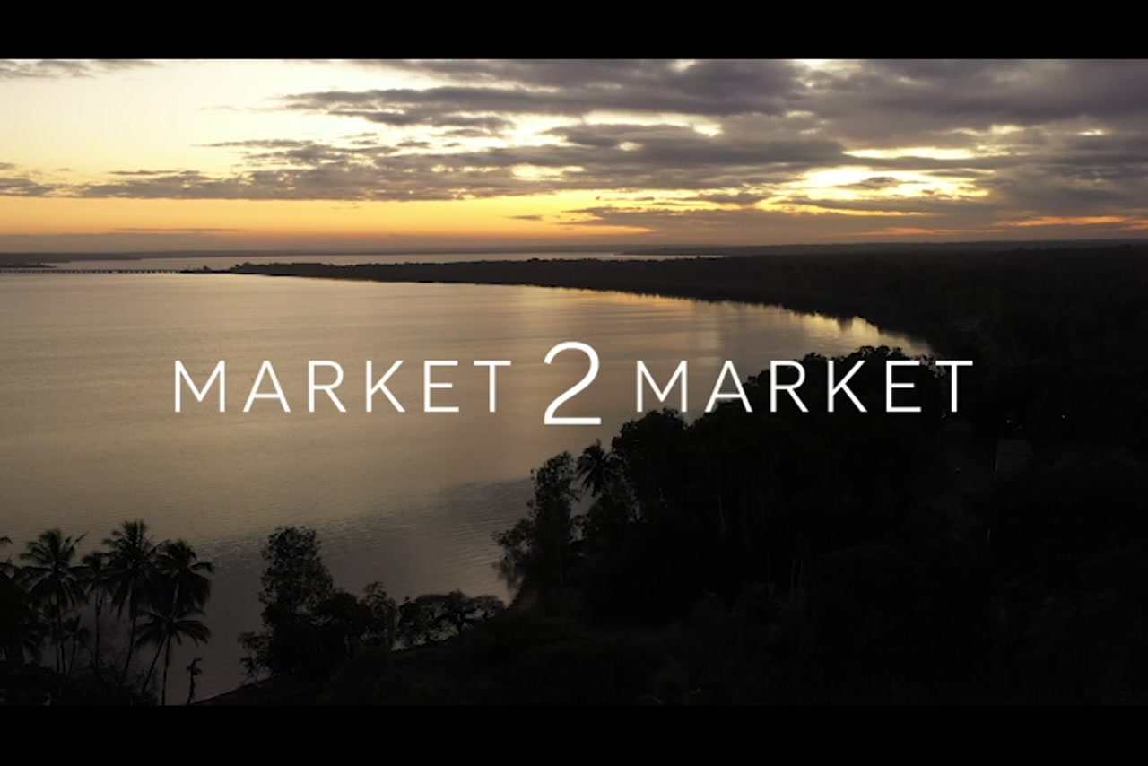 Aerial Footage of silhouette of palm tree and coastline at dusk, Western Cape – 0613