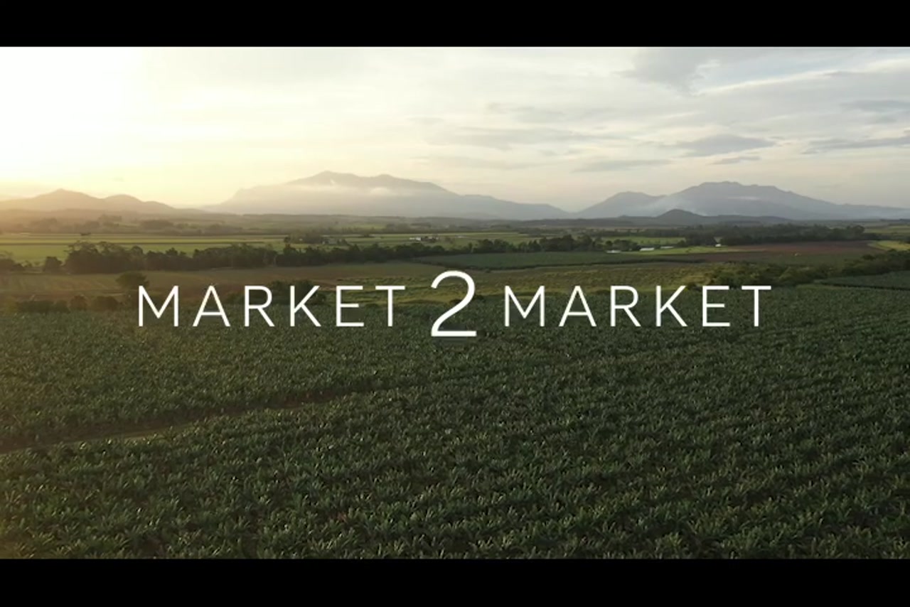 Aerial footage of fields of banana crops at dusk