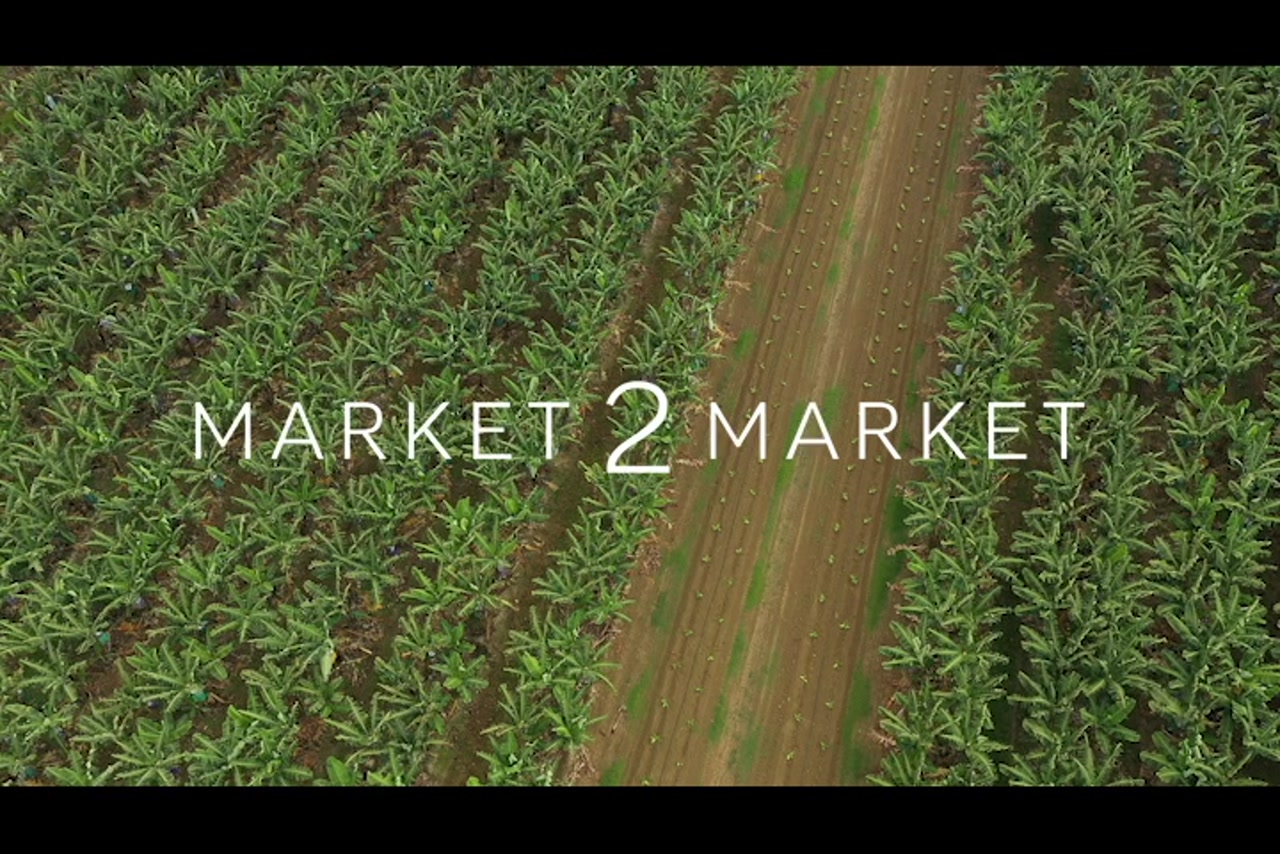 Aerial footage of fields of banana crops
