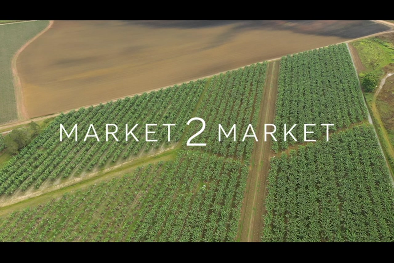 Aerial footage of fields of banana crops