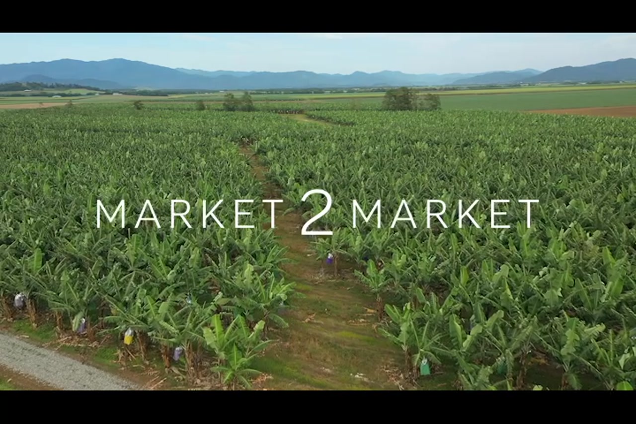Aerial footage of fields of banana crops