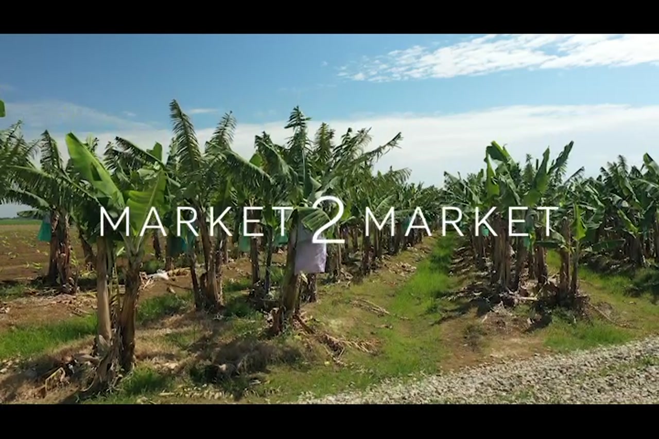 Aerial footage of fields of banana crops