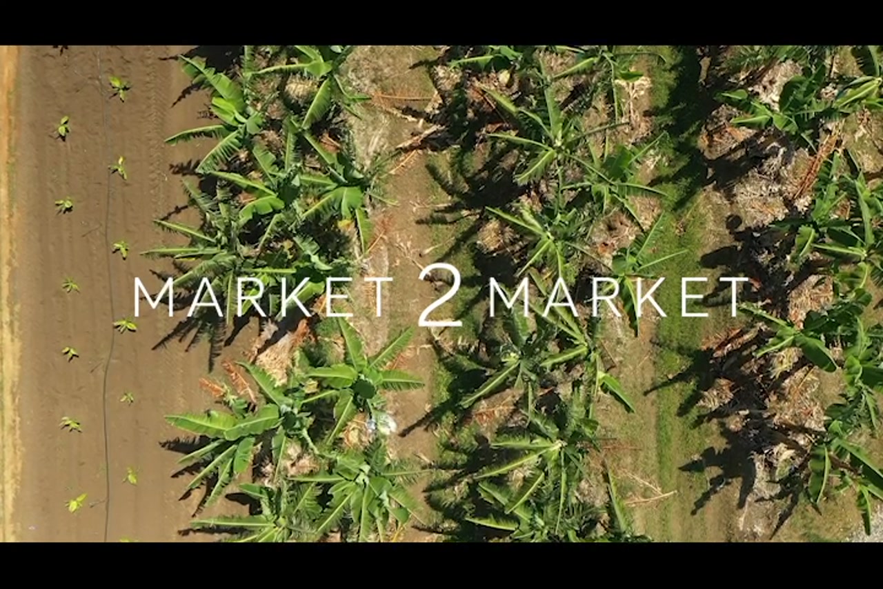 Aerial footage of fields of banana crops