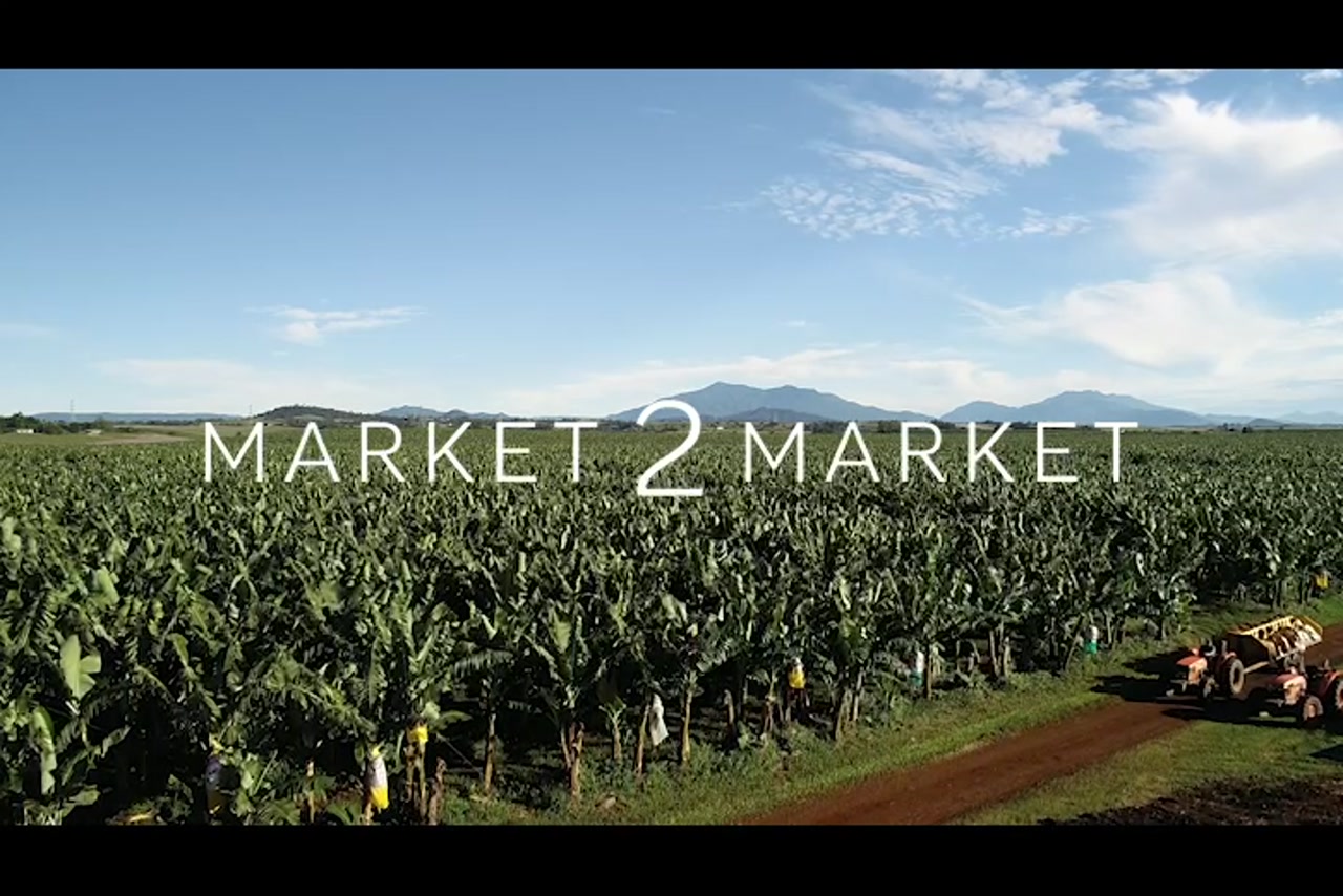 Aerial footage of fields of banana crops and tractors