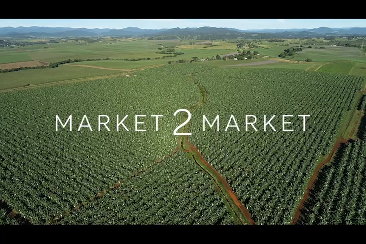 Aerial footage of fields of banana crops