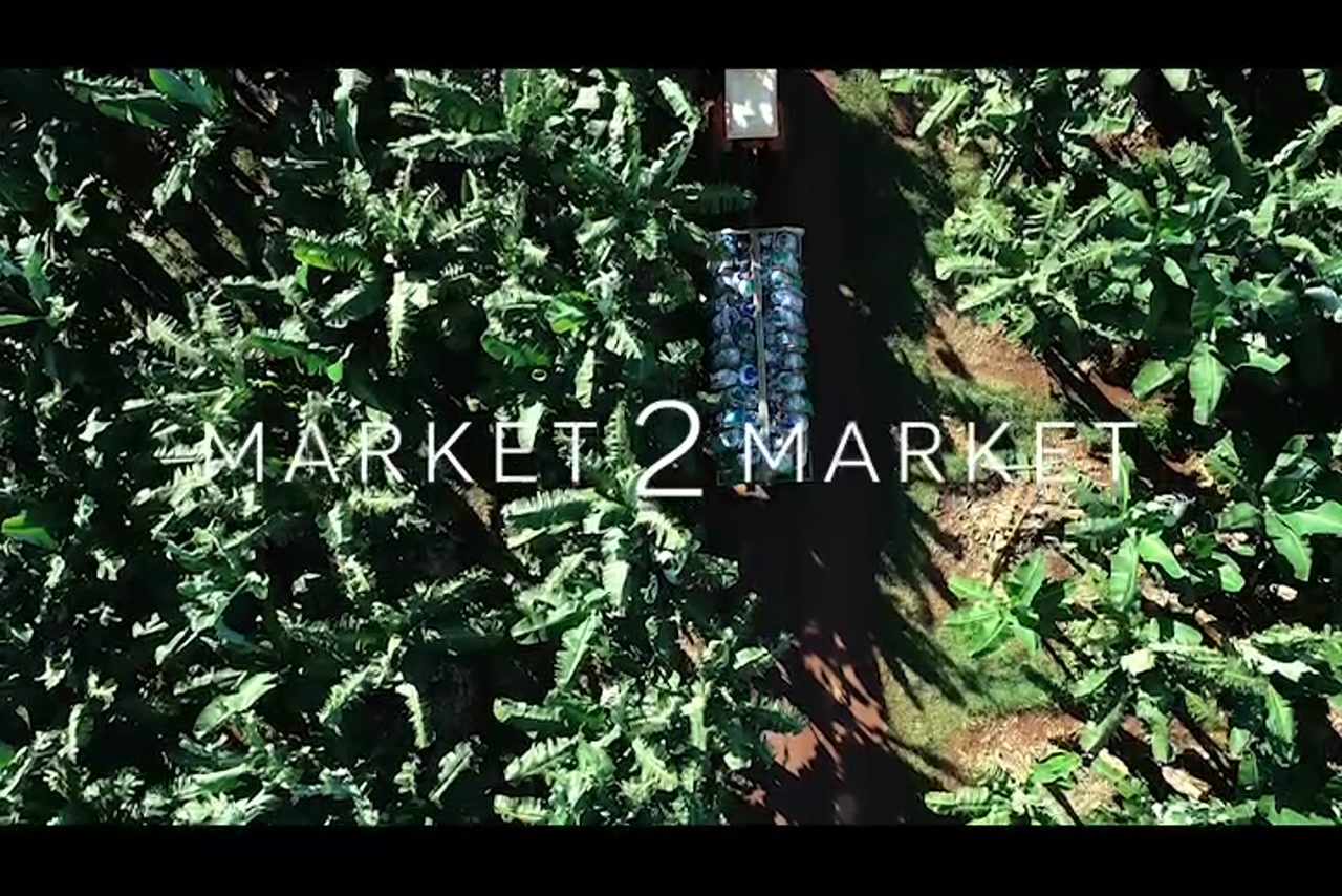 Aerial footage overhead of fields of banana crops with tractor driving between rows