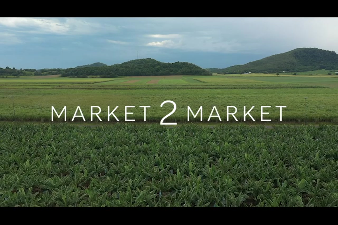 Aerial footage of fields of banana crops