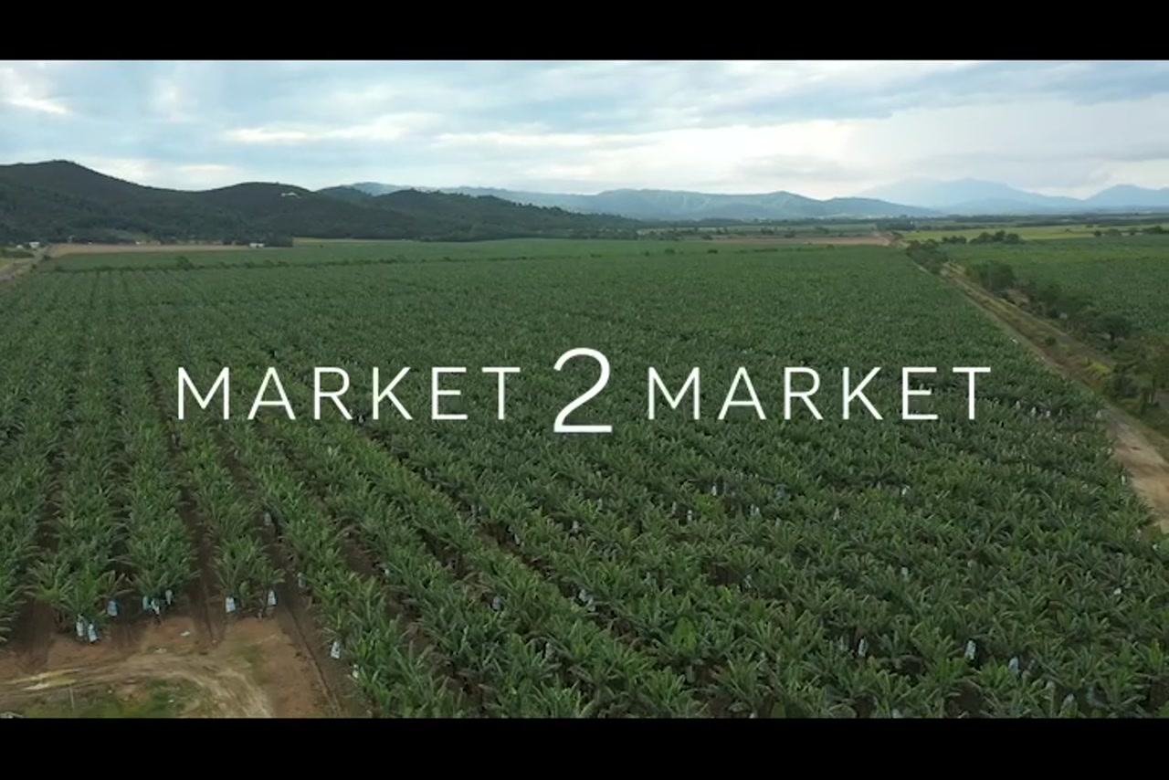 Aerial footage of fields of banana crops