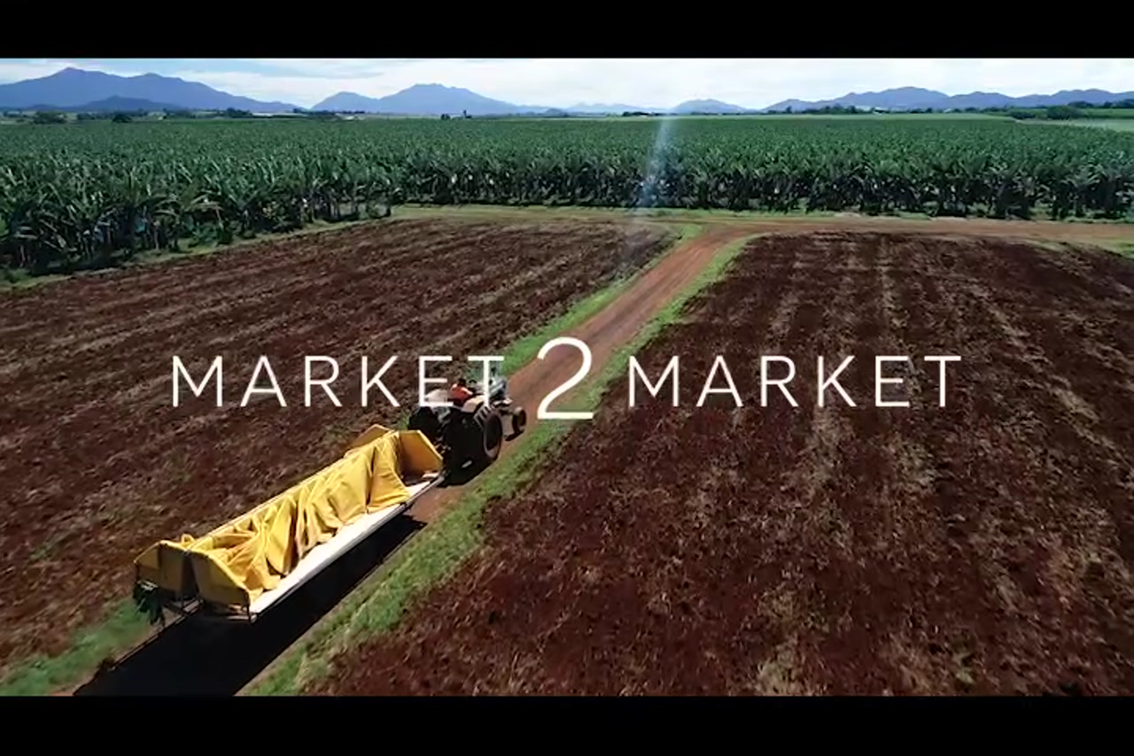Aerial footage of fields of banana crops