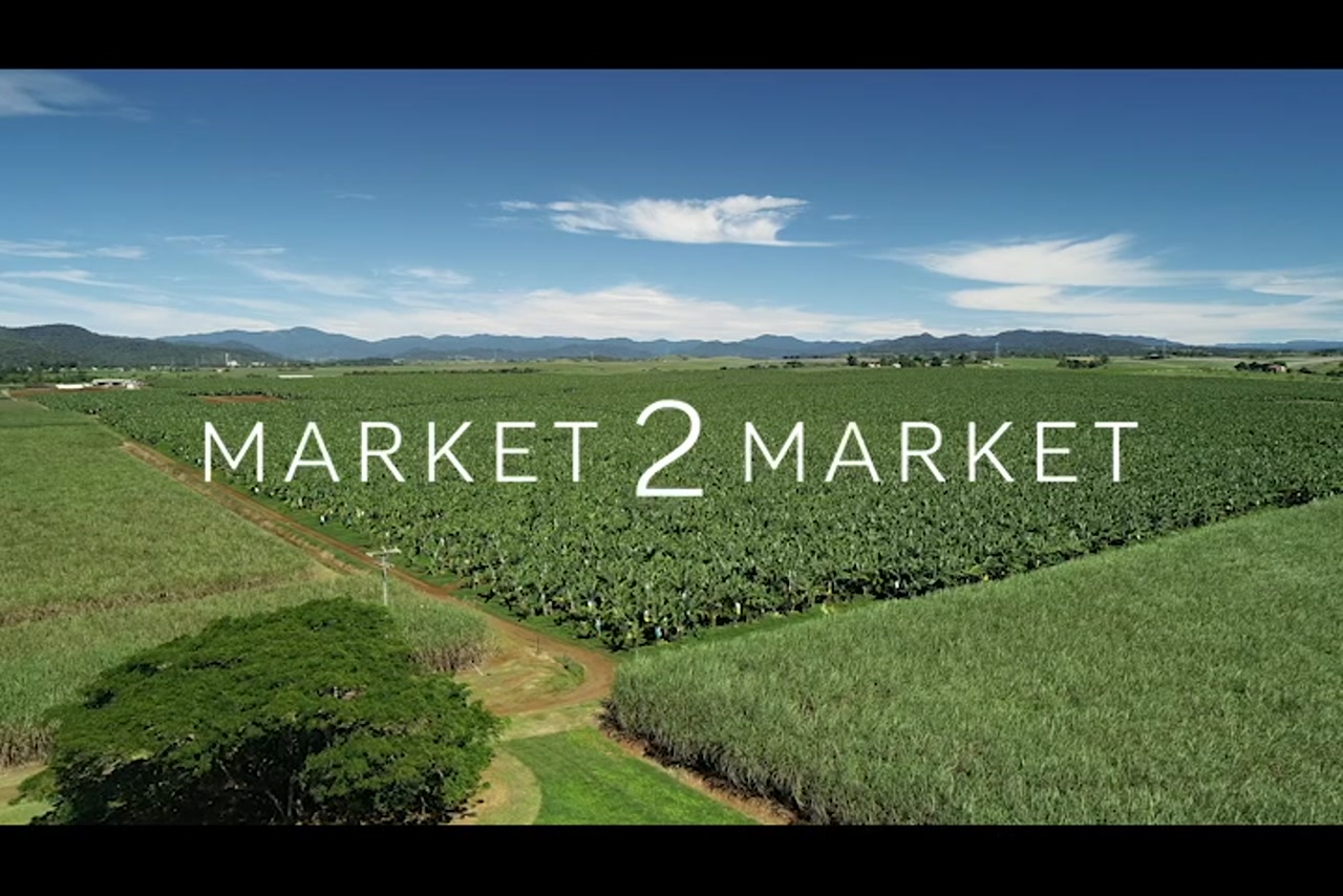 Aerial footage of fields of banana crops