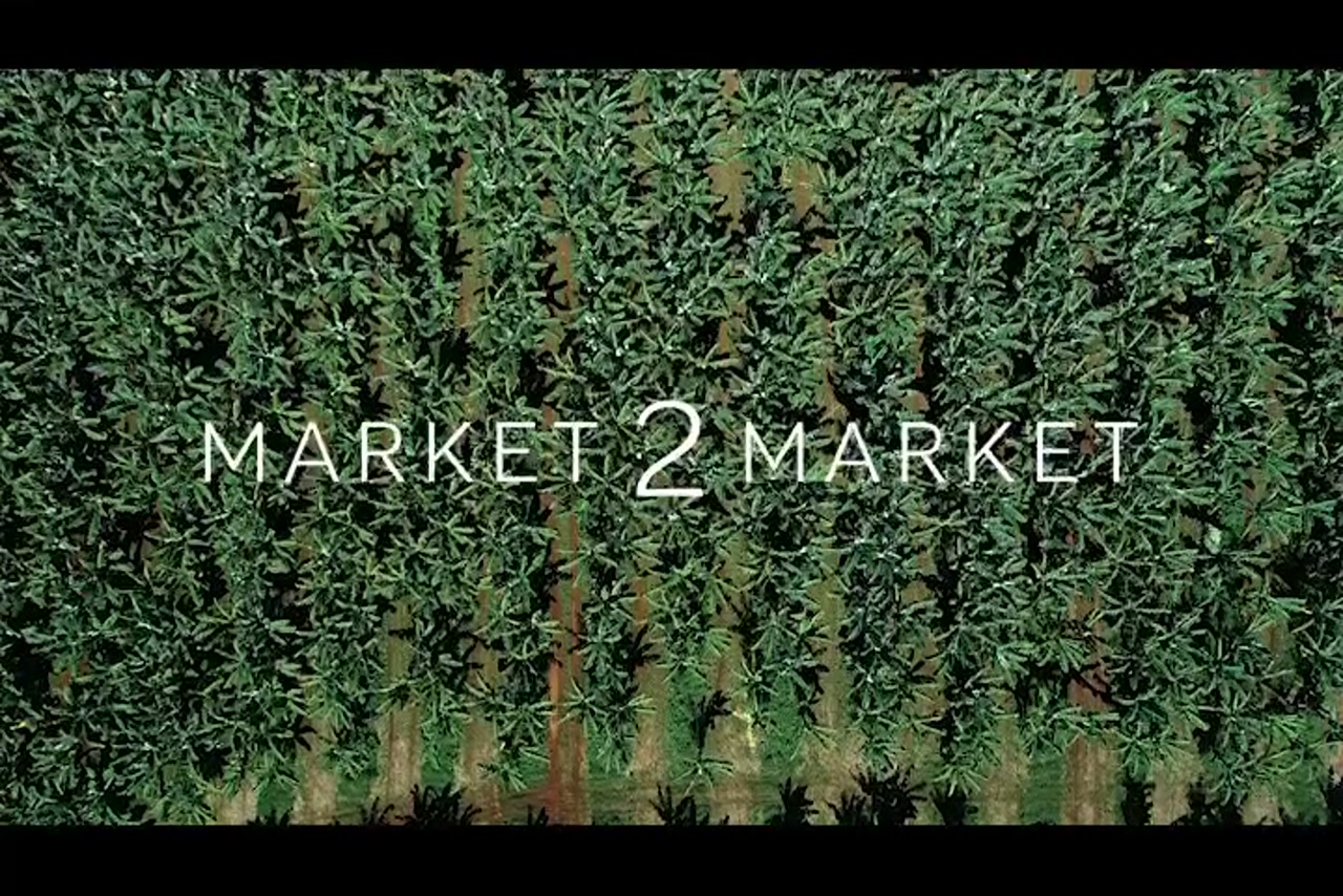 Aerial overhead footage of banana crops