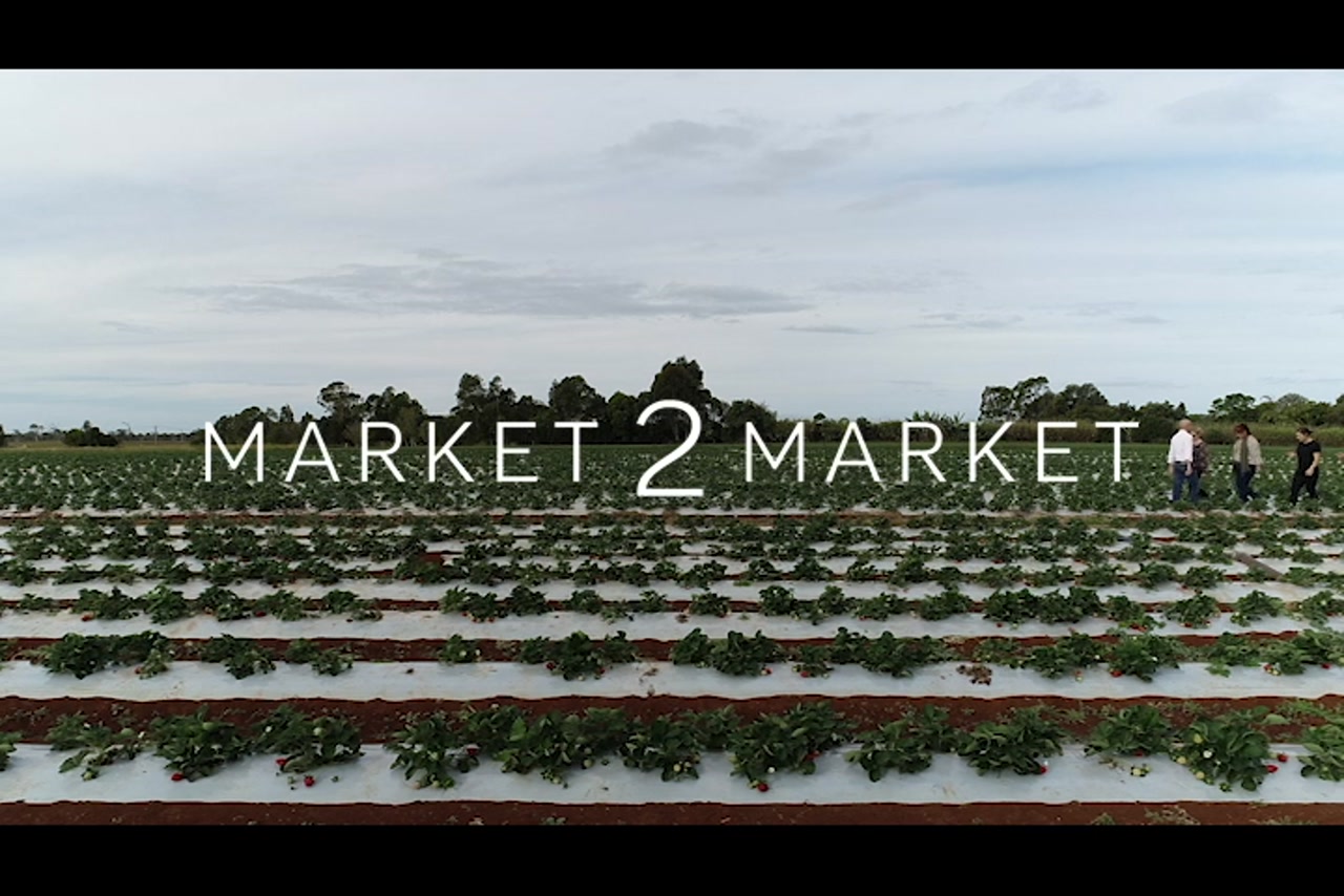 Aerial Footage of a field of strawberries, North Queensland