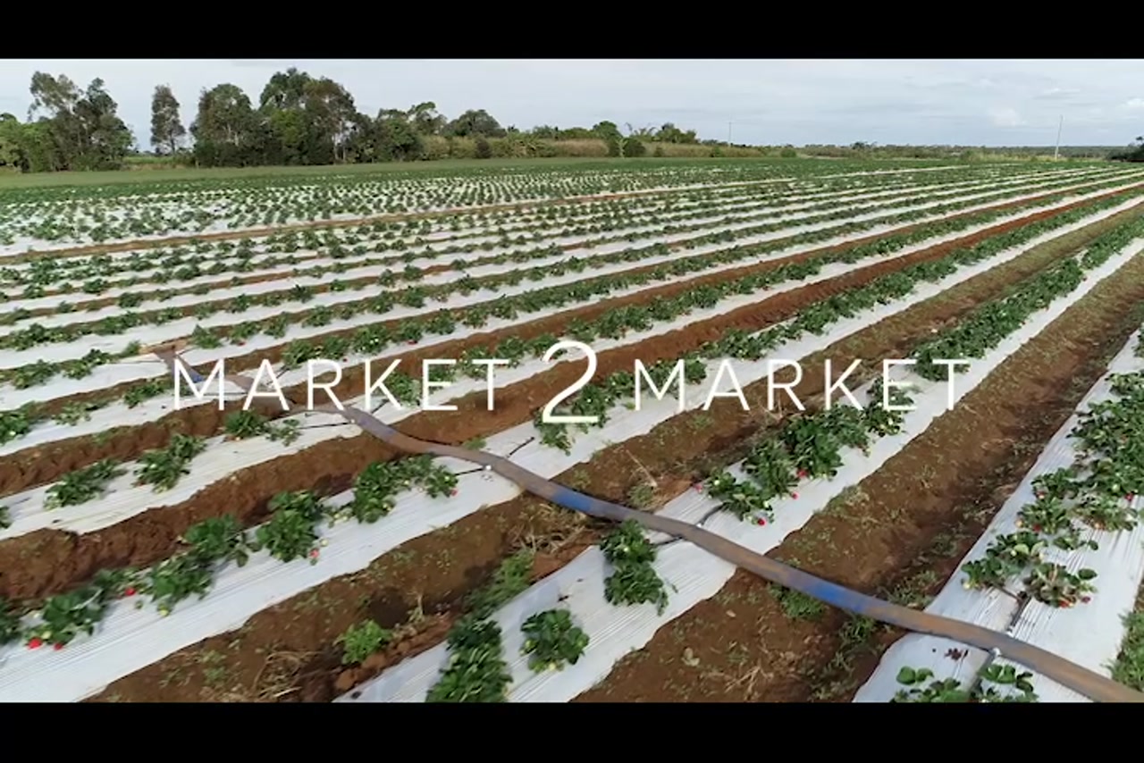 Aerial Footage of a field of strawberries, North Queensland