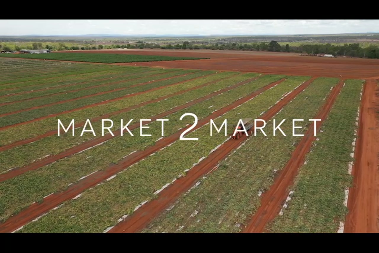 Aerial overhead footage of tractor and workers harvesting crops, North Queensland