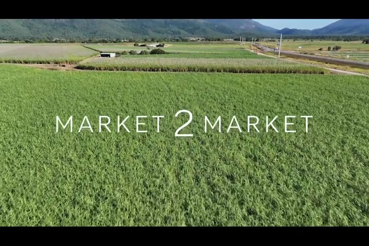 Aerial footage of sugarcane fields in the Mackay region