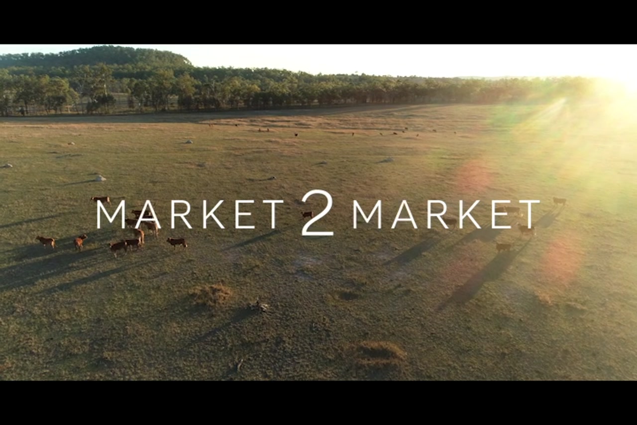 Aerial footage over pastoral land with cattle at dusk