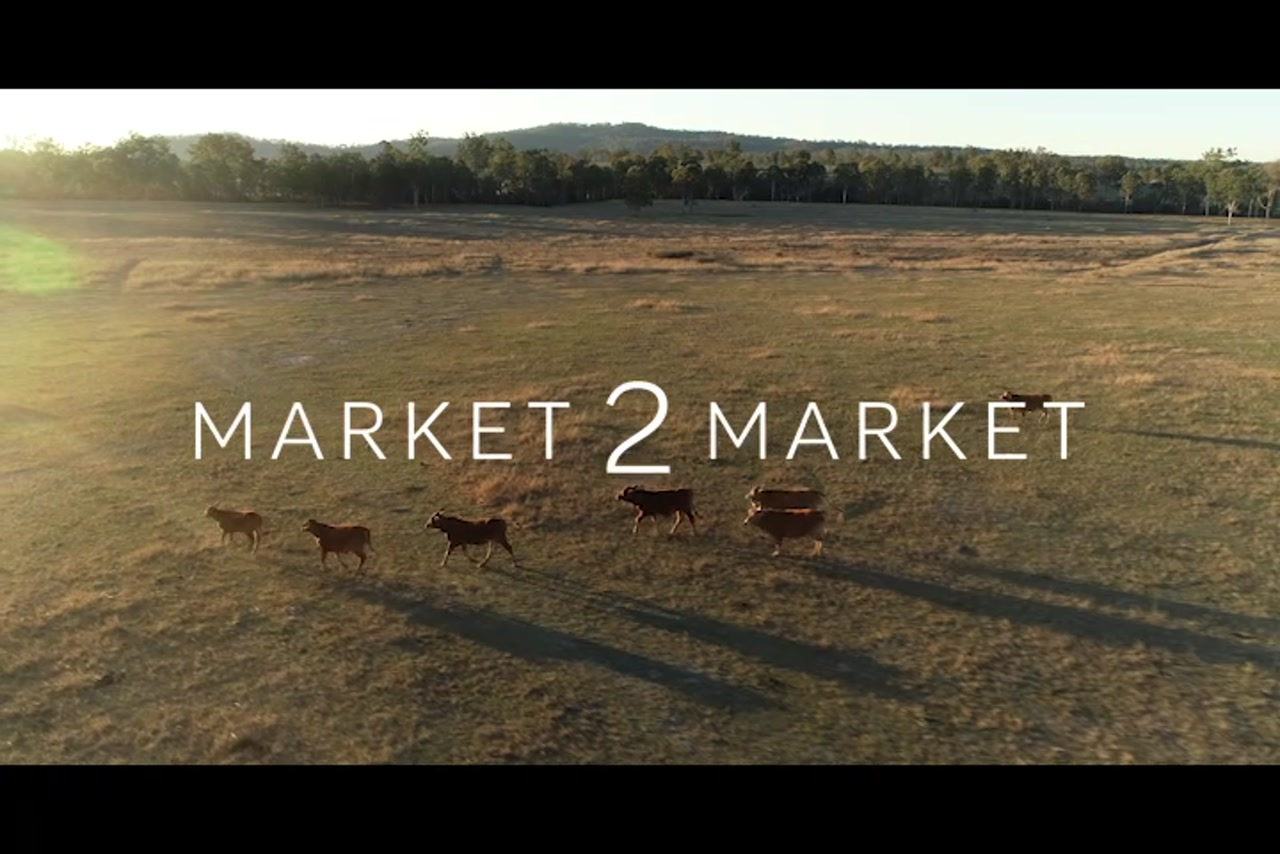 Aerial footage over pastoral land with cattle running at dusk