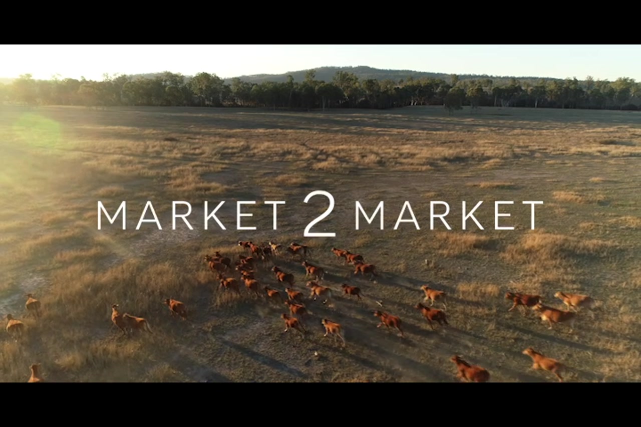 Aerial footage over pastoral land with cattle running  at dusk