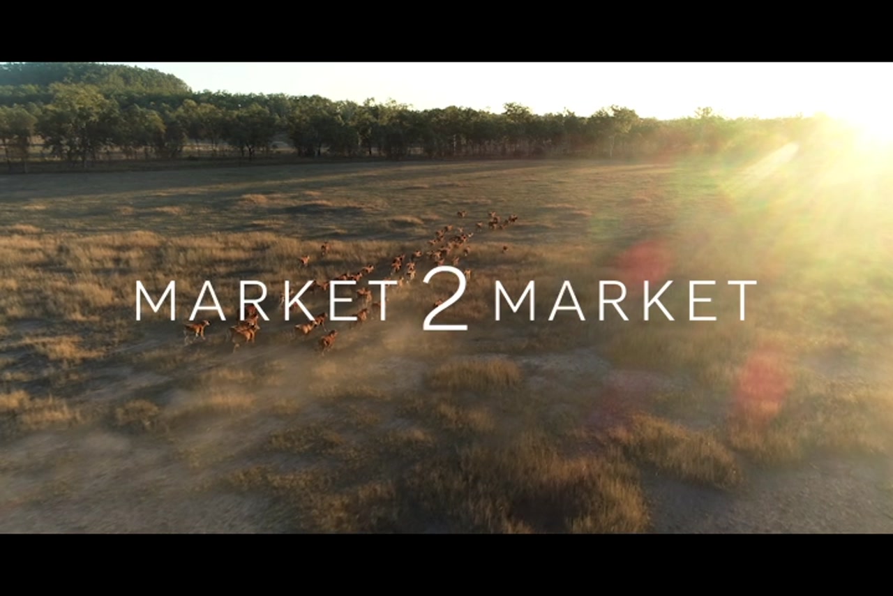 Aerial footage over pastoral land with cattle running at dusk