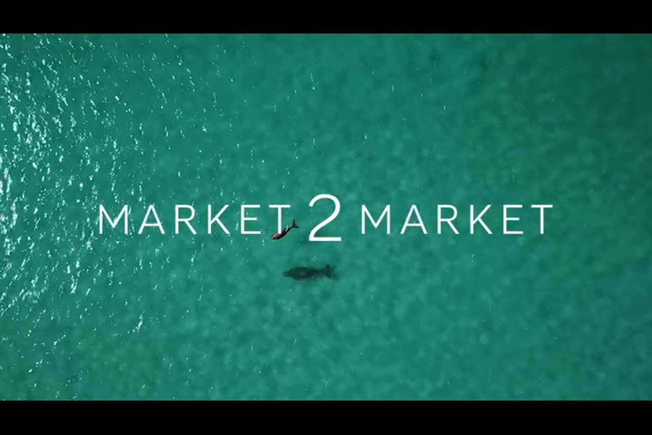 Aerial footage overhead of two dolphins swimming in clear water