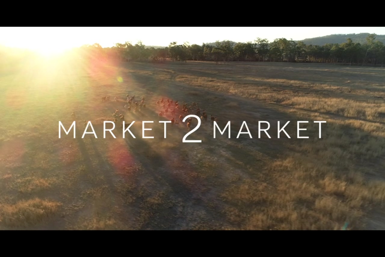 Aerial footage of pastoral land with cattle running at dusk