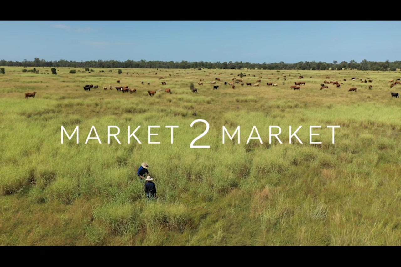Aerial footage of two farmers in a pastoral paddock with cattle in the background