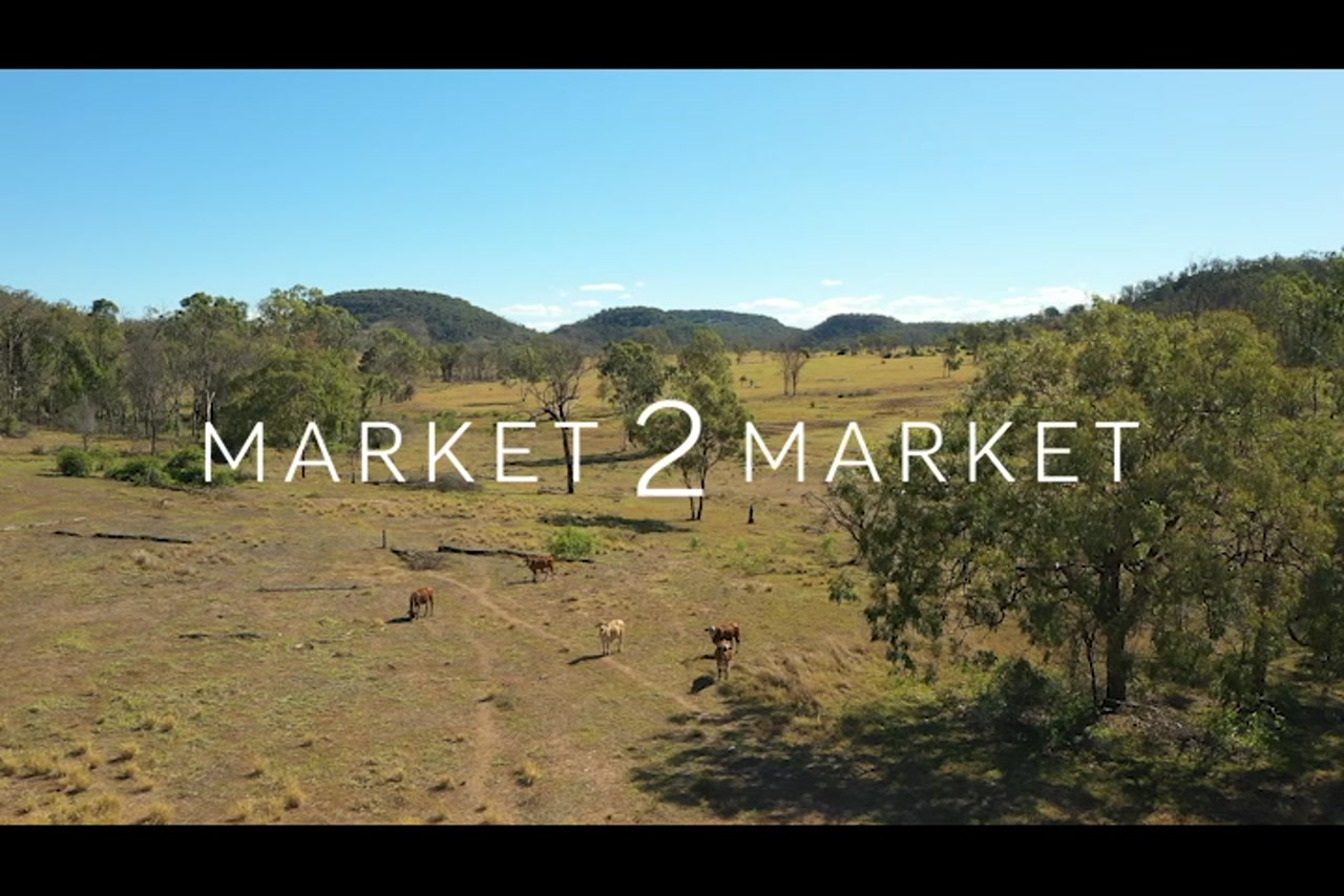 Aerial footage over cattle in vast pastoral landscape
