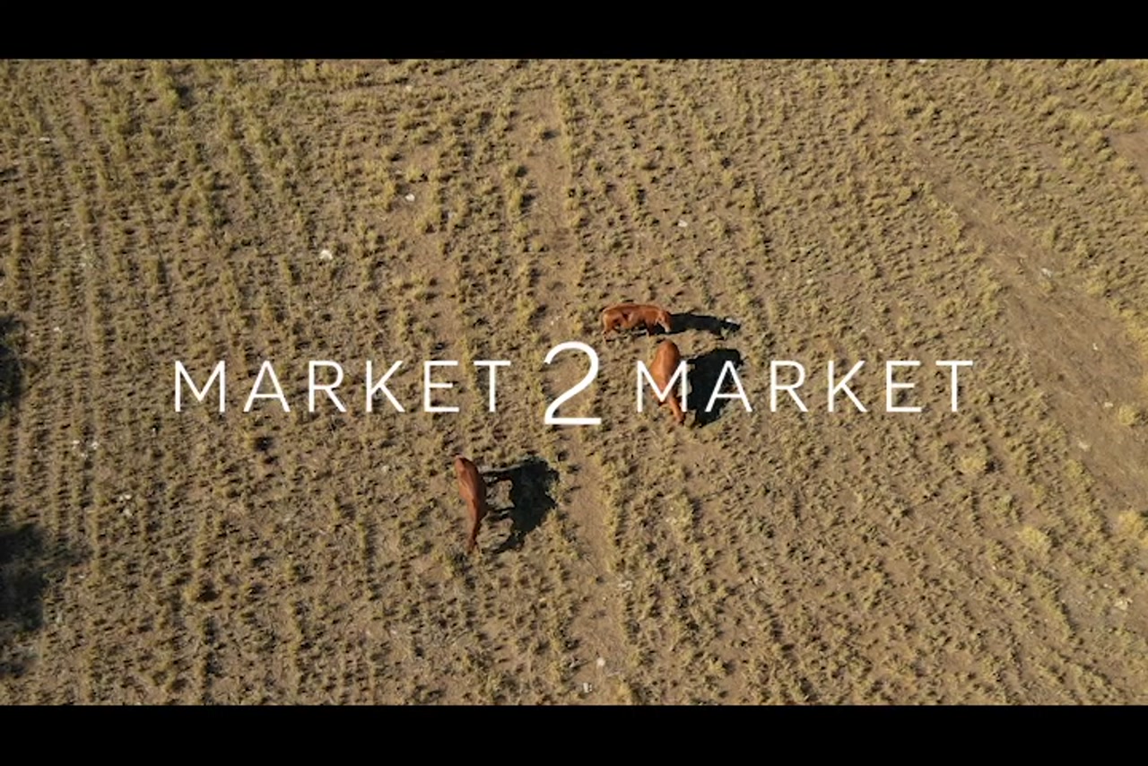 Aerial footage of cattle in pastoral landscape