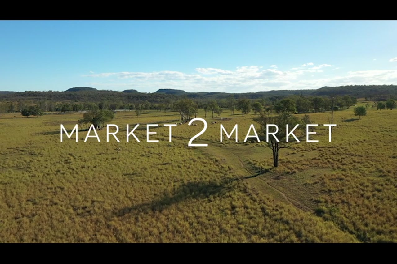 Aerial footage over cattle in vast pastoral landscape