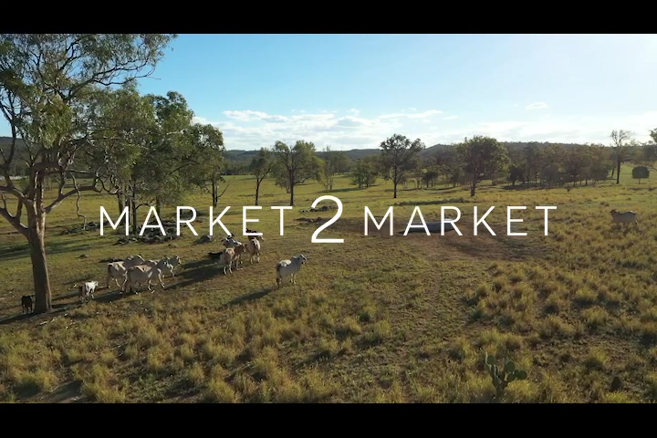 Aerial footage over cattle walking through pastoral landscape