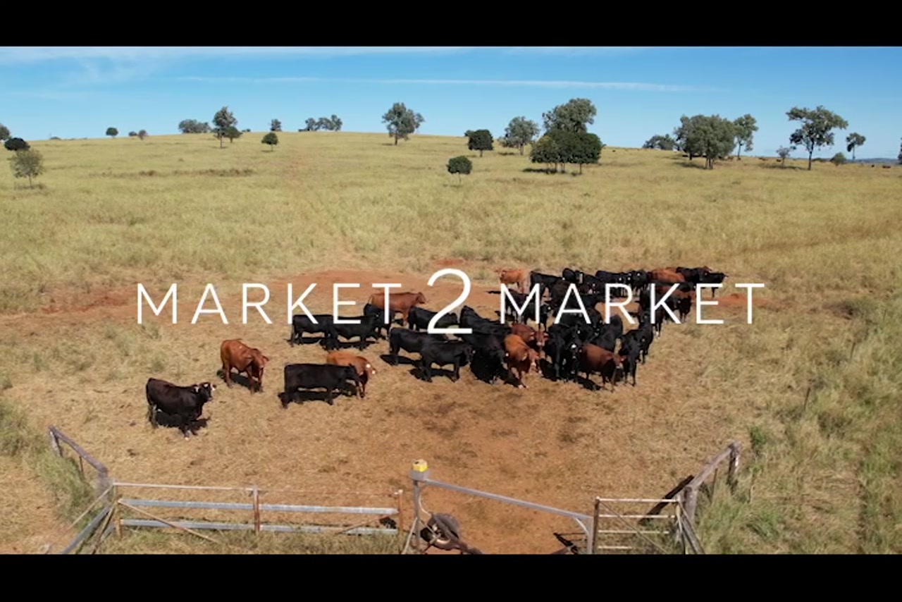 Aerial footage of beef cattle in a paddock