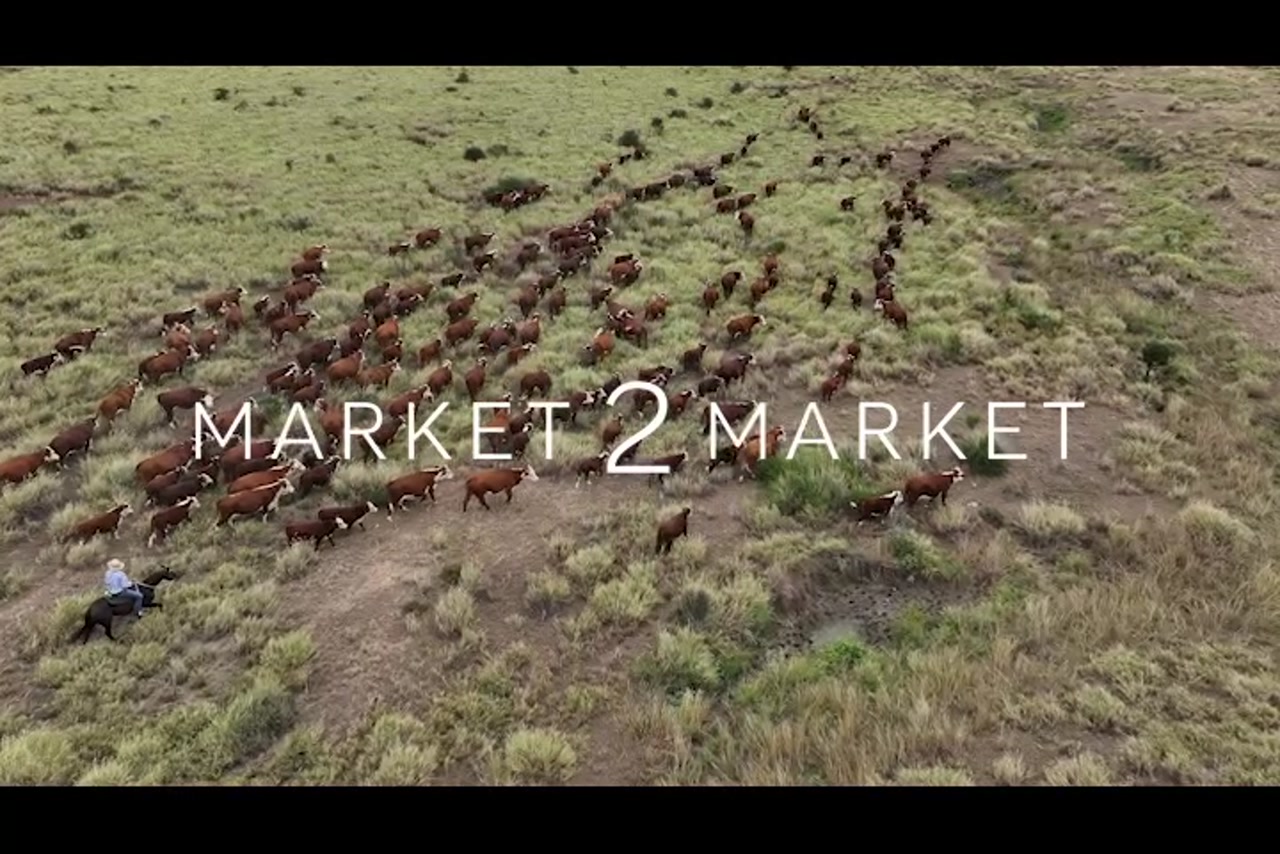 Aerial footage of a herd of cattle on a large pastoral property