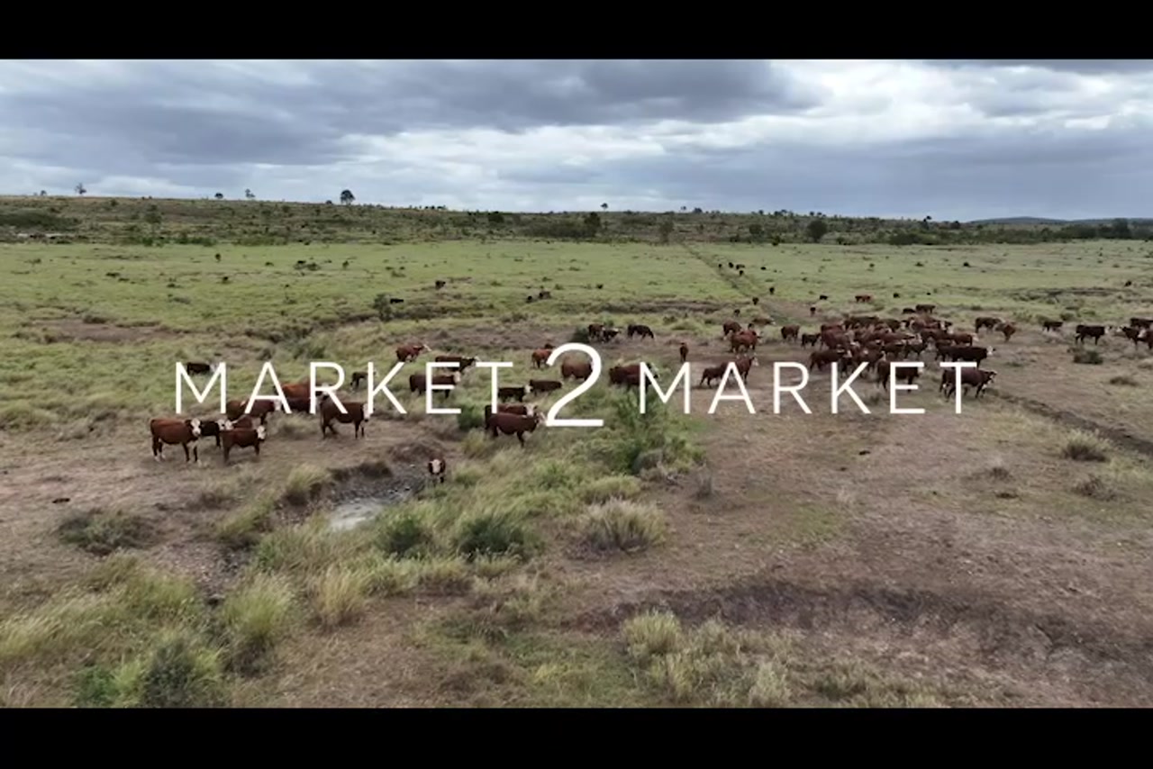 Aerial footage of a herd of cattle on a large pastoral property