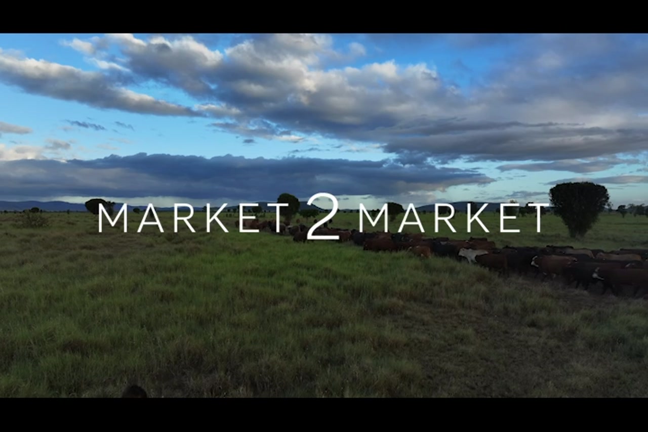 Aerial footage of a herd of cattle on a large pastoral property