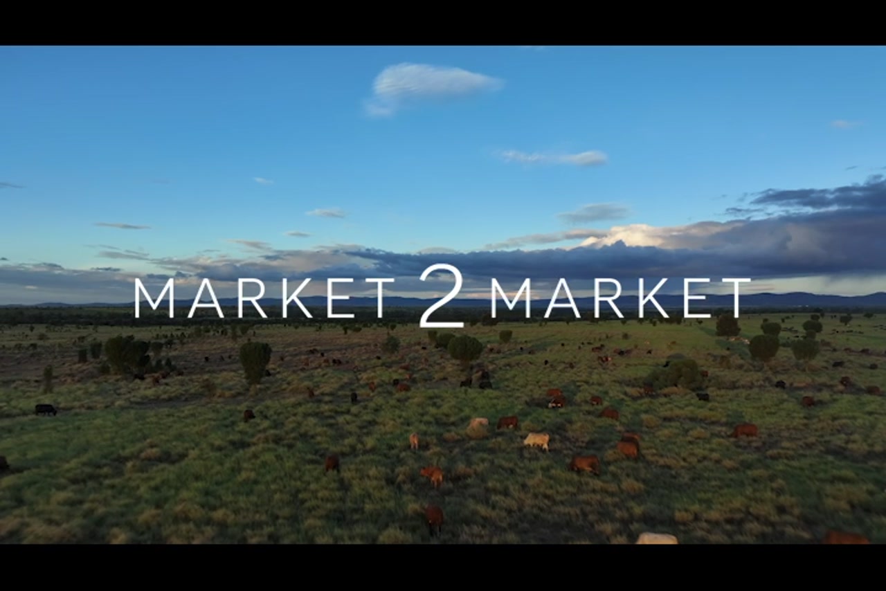 Aerial footage of a herd of cattle on a large pastoral property