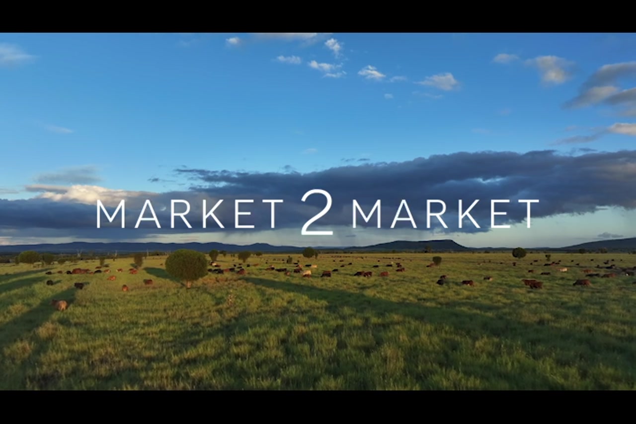 Aerial footage of a herd of cattle on a large pastoral property