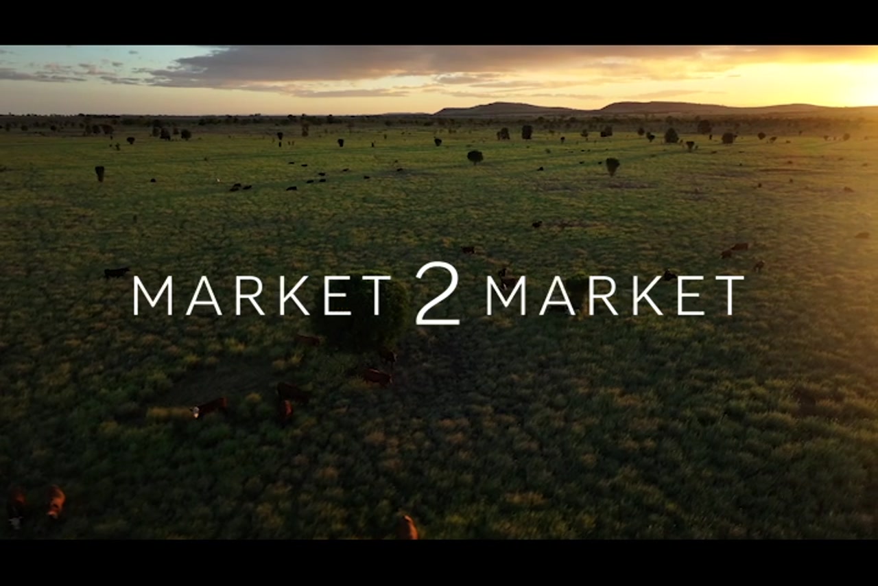 Aerial footage of a herd of cattle on a large pastoral property at dusk