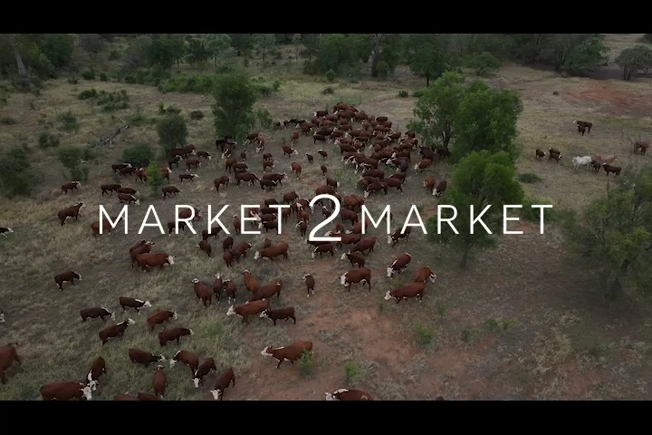 Aerial footage of a herd of cattle on a large pastoral property