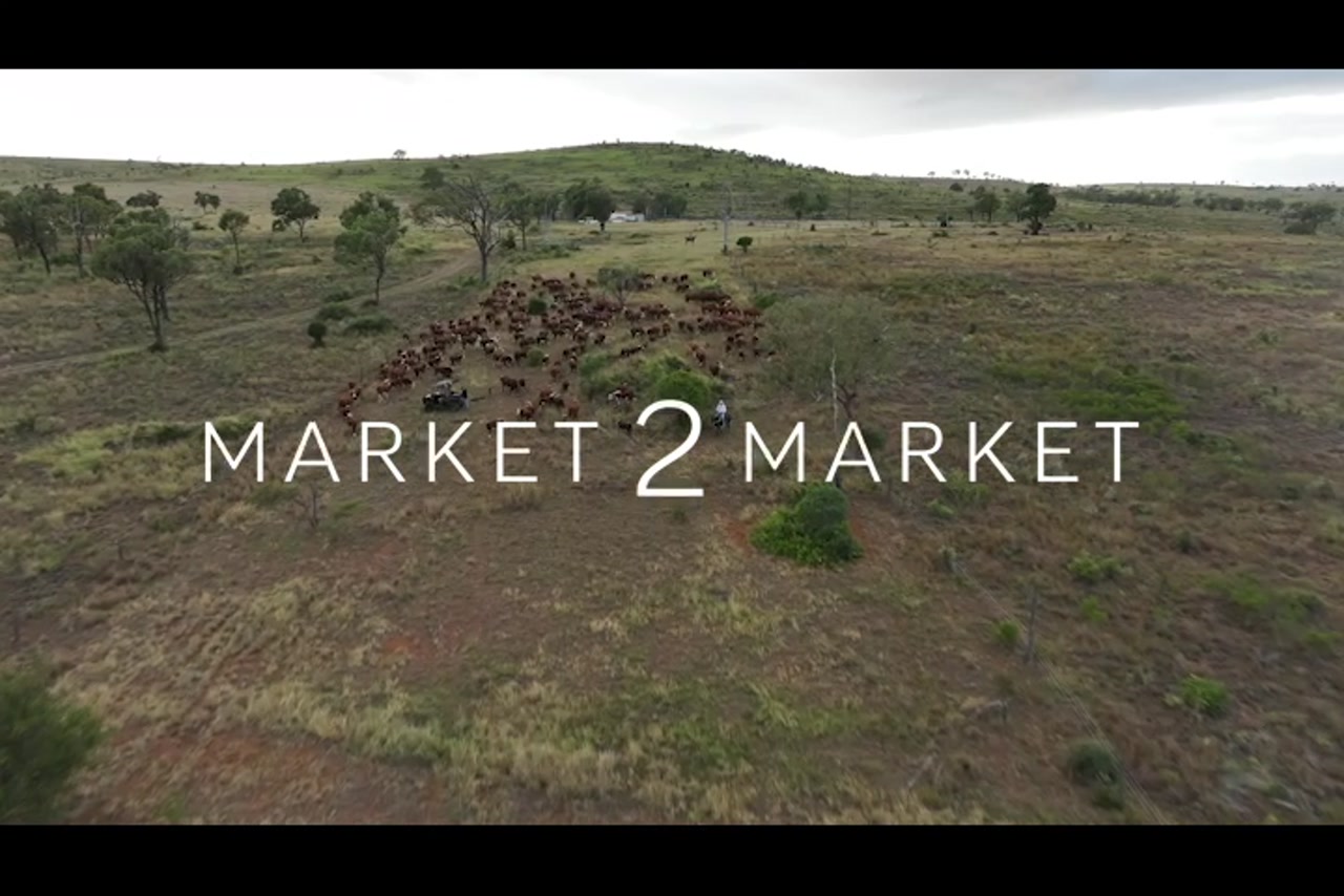 Aerial footage of a herd of cattle on a large pastoral property