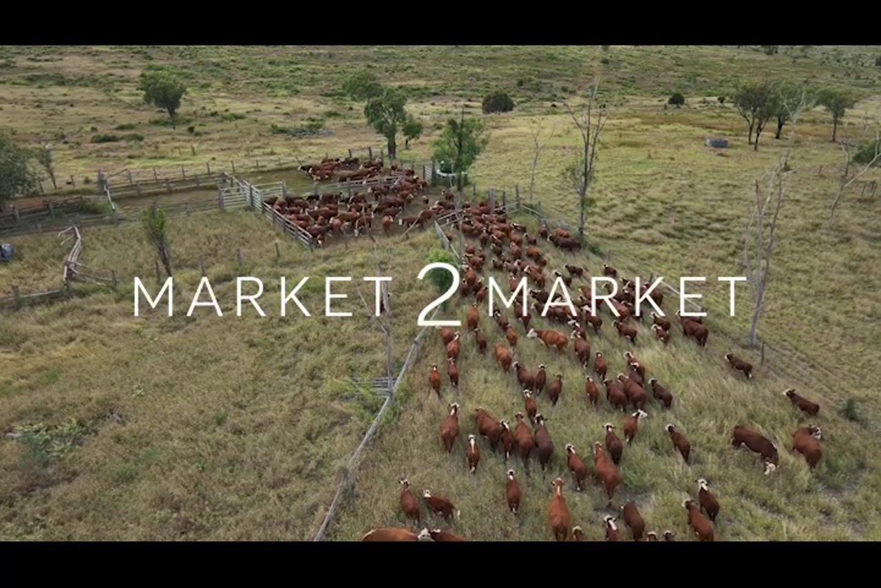 Aerial footage of a herd of cattle in a fenced area on a large pastoral property