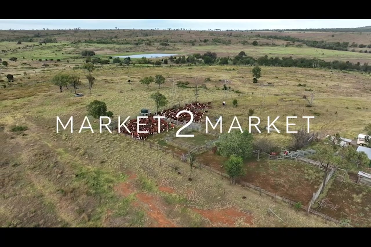 Aerial footage of a herd of cattle in a fenced area on a large pastoral property